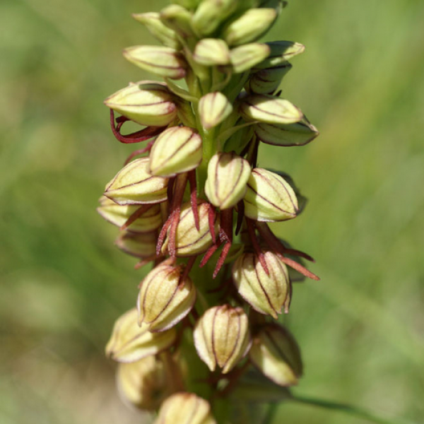 Aceras antropophora